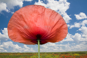 Image showing poppy close up isolated against a beauty cloudscape