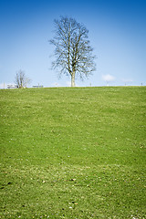 Image showing lonely tree