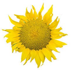 Image showing sunflowers isolated over vhite