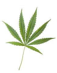 Image showing Green leaf of Hemp (Cannabis, marijuana) isolated on the white Background.