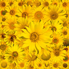 Image showing sunflowers background