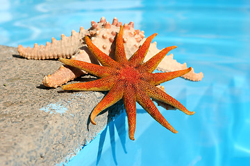 Image showing Starfish By Pool