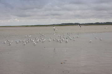 Image showing seascape and beach at low tide on the coast of opal in France