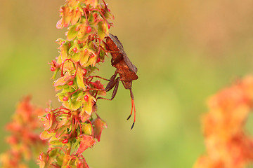 Image showing bug, bedbug brown on the delicate flower in summer