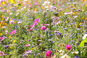 Image showing Colorful flowers, selective focus on pink flower 