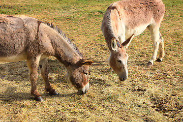 Image showing quiet donkey in a field in spring