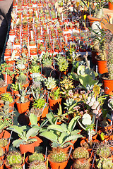 Image showing small pot of cactus plant in the market