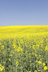 Image showing landscape of a rape fields in bloom in spring in the countryside