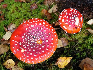 Image showing Red toadstool