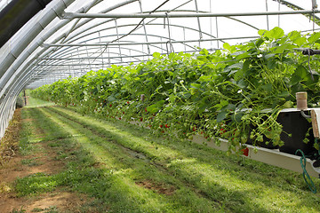 Image showing culture in a greenhouse strawberry and strawberries