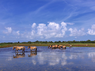 Image showing Henson horses in the marshes in bays of somme in france