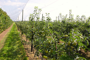 Image showing apple orchard with nets to protect against hail and birds