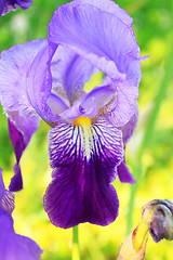 Image showing Group of purple irises in spring sunny day. Selective focus. 