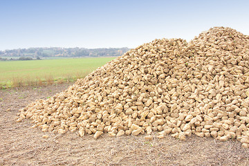 Image showing Sugar beet pile at the field after harvest