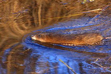 Image showing muskrat swimming in the water of the marsh in spring