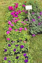 Image showing small pots of plants for planting in the garden