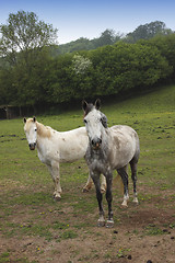 Image showing young horses in a field in spring