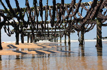 Image showing mussel farming on the coast of opal in the north of France