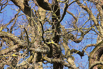 Image showing large old oak in the winter sun