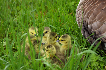 Image showing small Canada geese walking in green grass