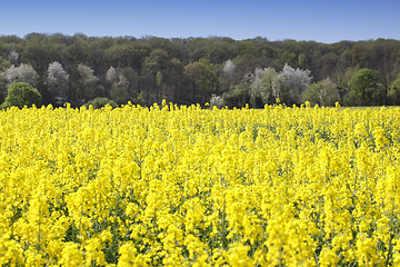 Image showing landscape of a rape fields in bloom in spring in the countryside