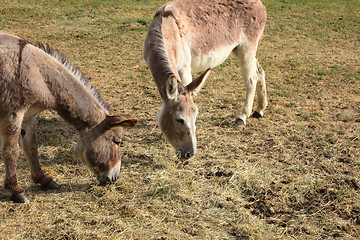 Image showing quiet donkey in a field in spring