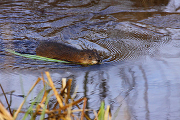 Image showing muskrat swimming in the water of the marsh in spring