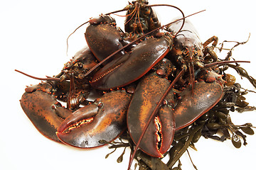 Image showing live lobsters on algae and a white background