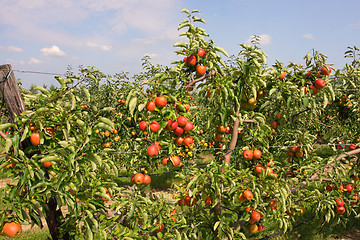 Image showing apple orchard in summer, covered with colorful apples