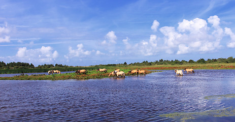 Image showing Henson horses in the marshes in bays of somme in france