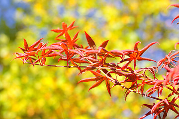 Image showing maple in autumn with red and orange leaves