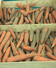 Image showing Carrots fresh sand on a market stall