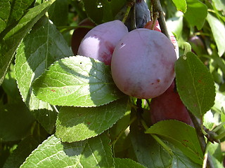 Image showing plums