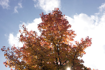 Image showing maple in autumn with red and orange leaves