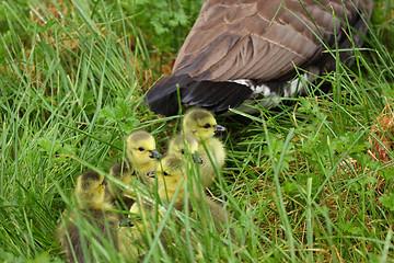 Image showing small Canada geese walking in green grass