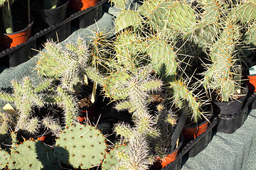 Image showing small pot of cactus plant in the market