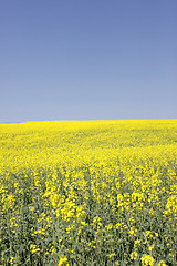 Image showing landscape of a rape fields in bloom in spring in the countryside