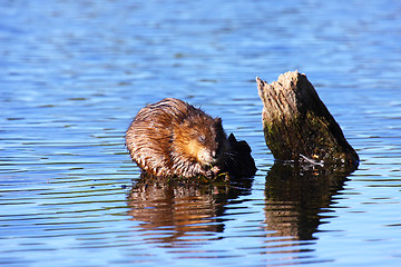 Image showing muskrat eats algae in the middle of the water