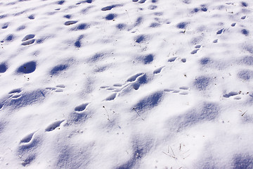 Image showing traces of rabbits and foxes wild in the snow in winter