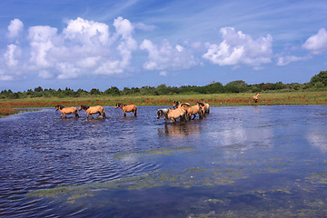 Image showing Henson horses in the marshes in bays of somme in france