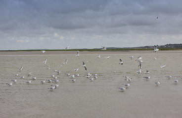 Image showing seascape and beach at low tide on the coast of opal in France