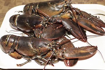 Image showing live lobsters on algae and a white background