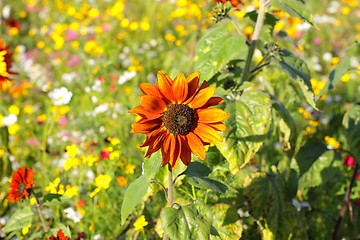 Image showing Colorful flowers, selective focus on sunflower orange