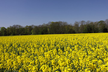 Image showing landscape of a rape fields in bloom in spring in the countryside