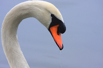 Image showing close-up portrait of a swan's head