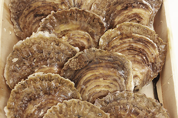 Image showing oysters in a wooden box on a white background