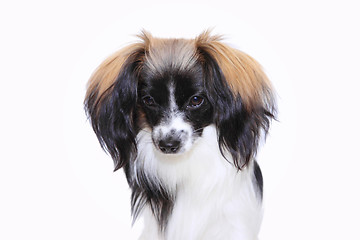 Image showing papillon dog Close-up portrait on a white background 