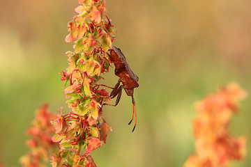 Image showing bug, bedbug brown on the delicate flower in summer