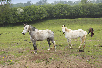 Image showing young horses in a field in spring