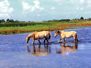 Image showing Henson horses in the marshes in bays of somme in france